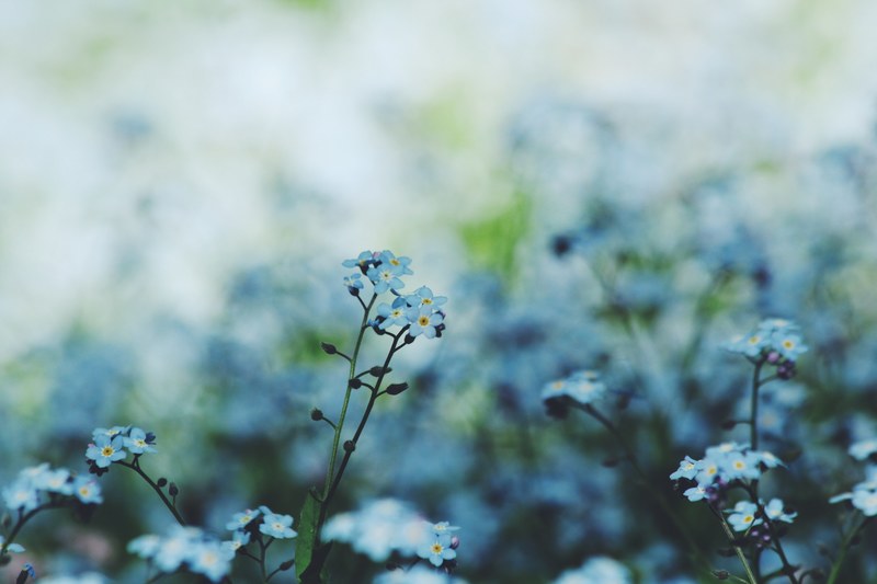 close up of white buttercup flowers in a field, forget me not 4k