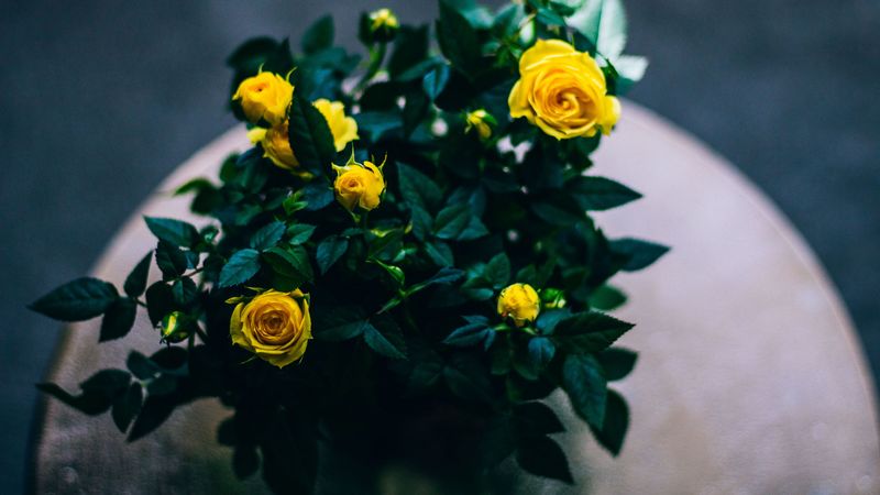 bouquet, roses, buds, 4k
