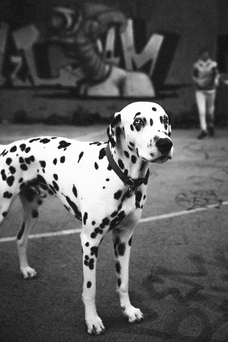 black and white photo of dalmatian dog in a parking lot near graffitied wall, eyes are the window to the soul 4k