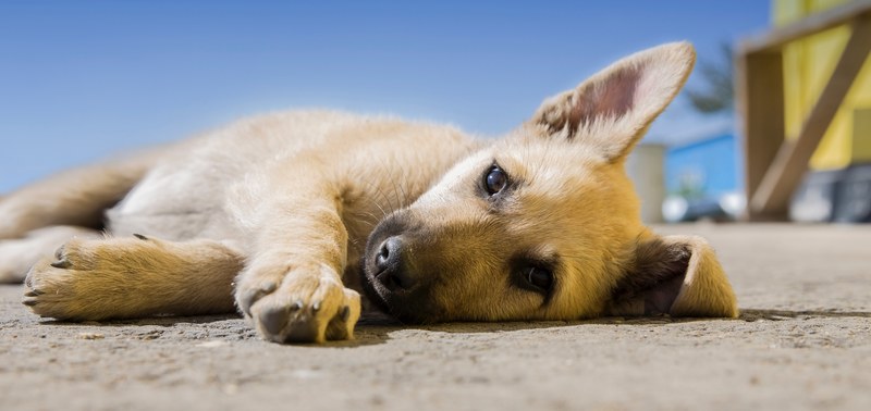 dog puppy animal and pet 4k
