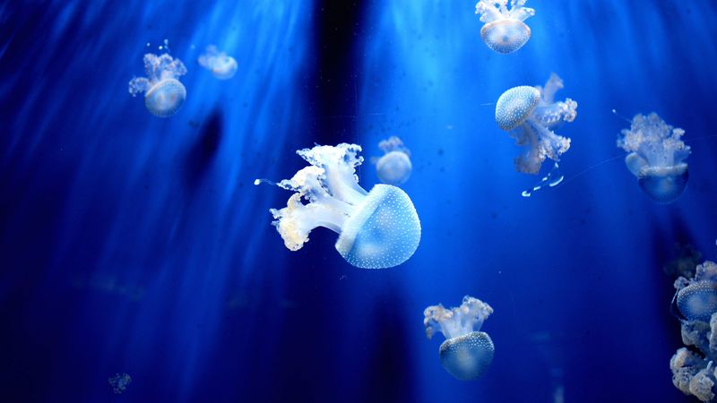 jellyfish, underwater world, tentacles, small, 4k