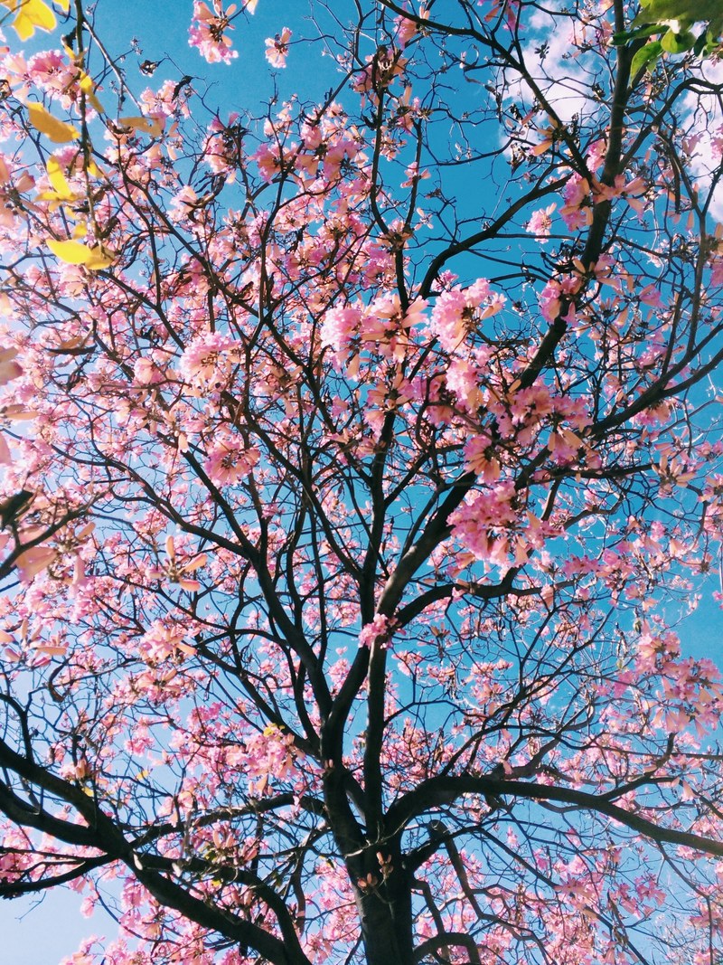 a low angle shot of pink flowered cherry blossom tree, cherry blossom against blue sky 4k