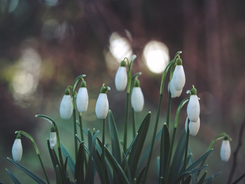 several white snowdrop flowers blooming growing in garden in spring, snowdrop lanterns 4k