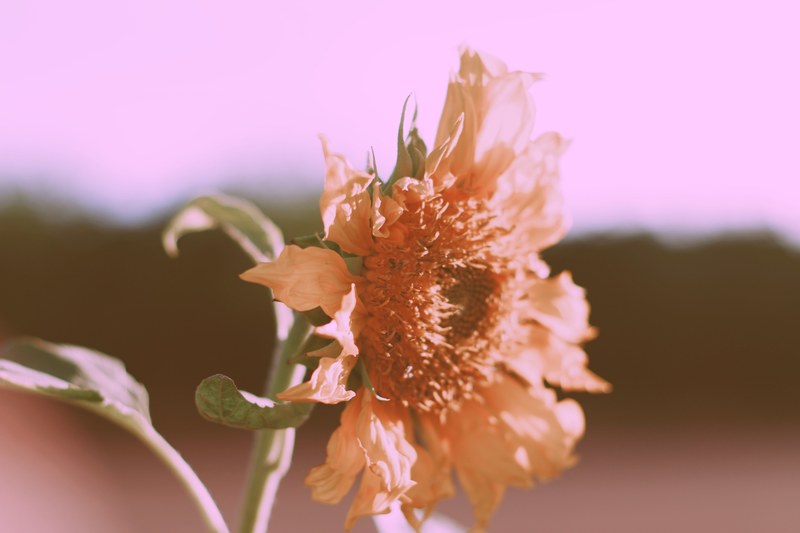 a pink hued shot of a wilting sunflower head, sunflower in pink 4k