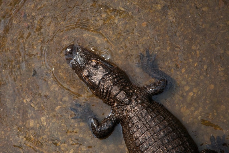 reptile crocodile alligator and water 4k