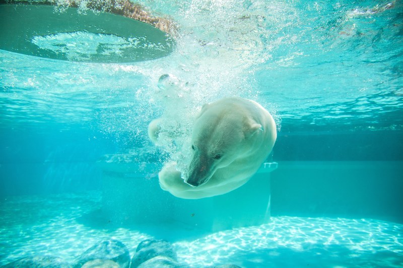 polar bear underwater water and animal 4k