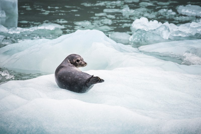 seal sealion zoo and ice 4k