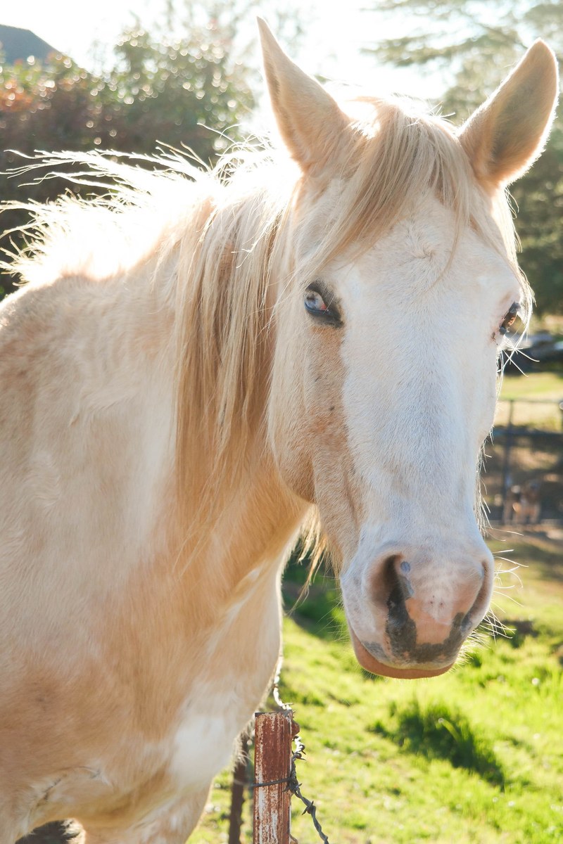 a palomino horse with white marking on its head on a sunny day, palomino horse in sunlight 4k