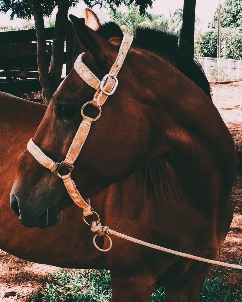 a dark bay horse with a rope tied to its bridle turns its head to the side, side of a bay horses head 4k