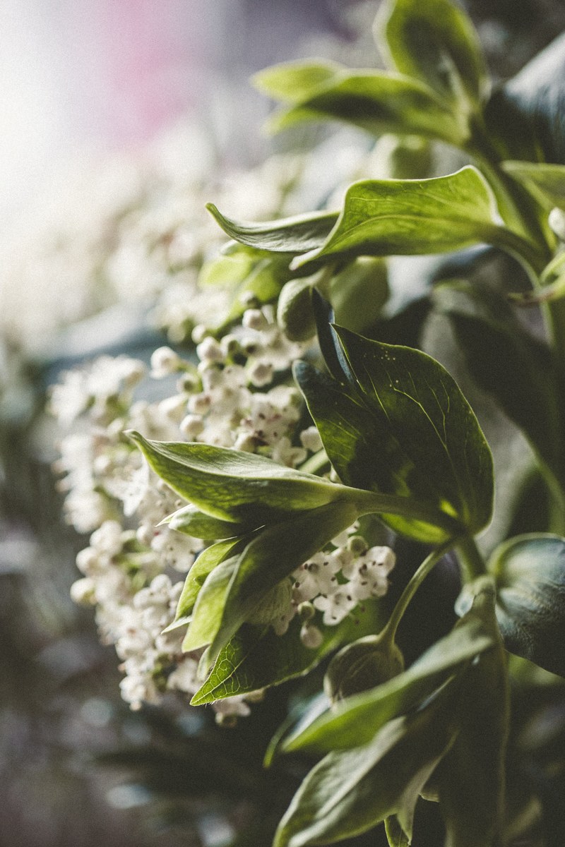 detail soft close up and bouquet hd, 4k