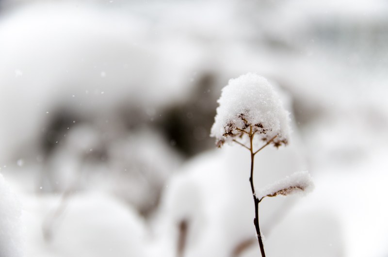 a grass flower covered with a thick layer of snow, grass stem on a snowy day 4k