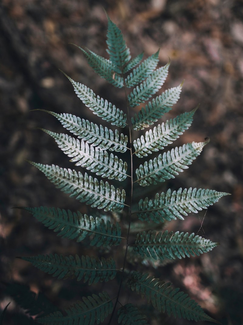 a top view of a dark green fern branch, detail 4k
