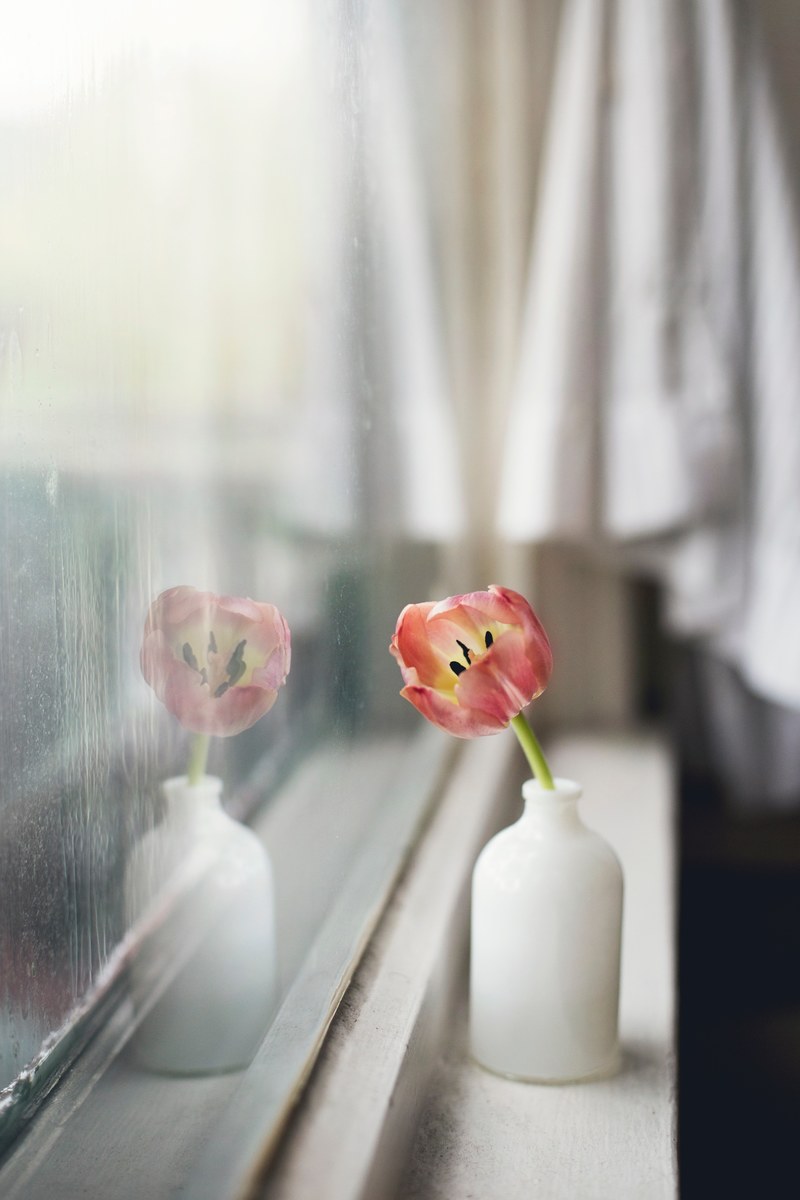 a faint red tulip in a small white vase on a windowsill, tulip on a windowsill 4k
