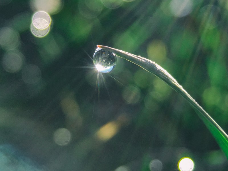 lawn droplet water and grass 4k