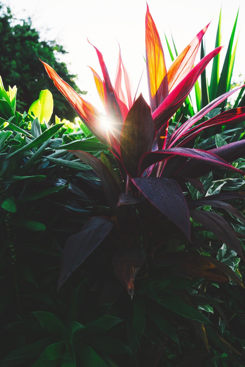 foliage tree flare and tropical hd, 4k