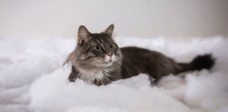 cat pet tabby and kitten 4k