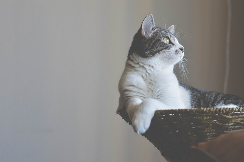 cat feline kitty and kitten 4k