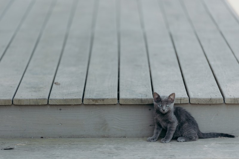 gray kitten looking startled beside a wooden deck, gray kitten 4k