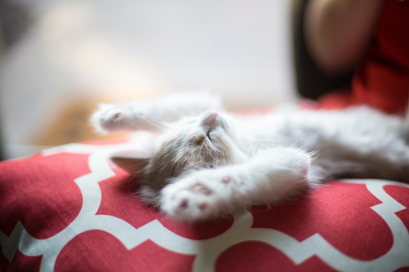 a sleeping kitten outstretched on its back with its paws in the air, kitty sleeps 4k