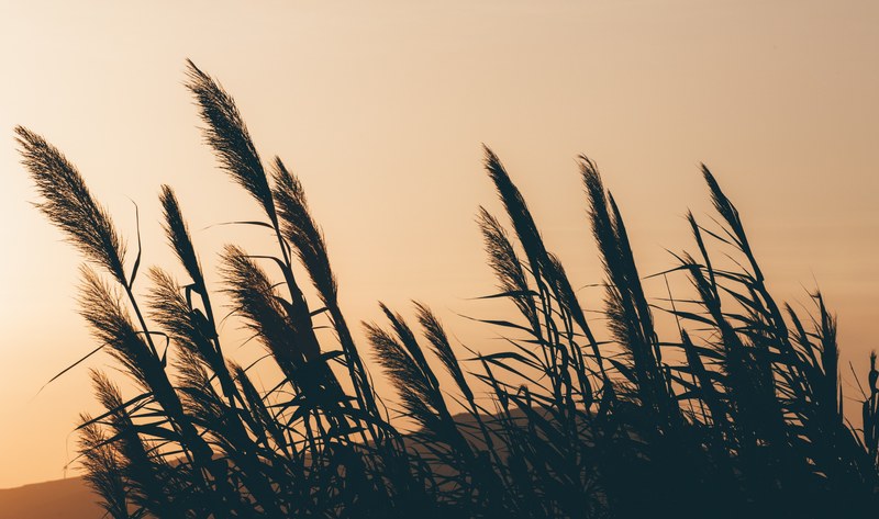 silhouette of grass blades blowing in the wind during a golden sunset, golden sunset on windy fields 4k