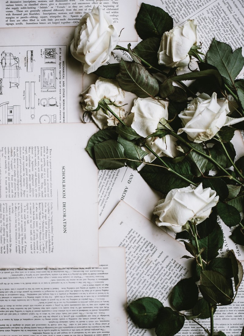white roses laid out on torn out book pages, roses 4k