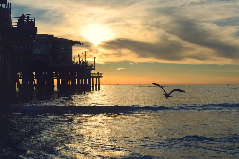 pier gull seagull and sea 4k