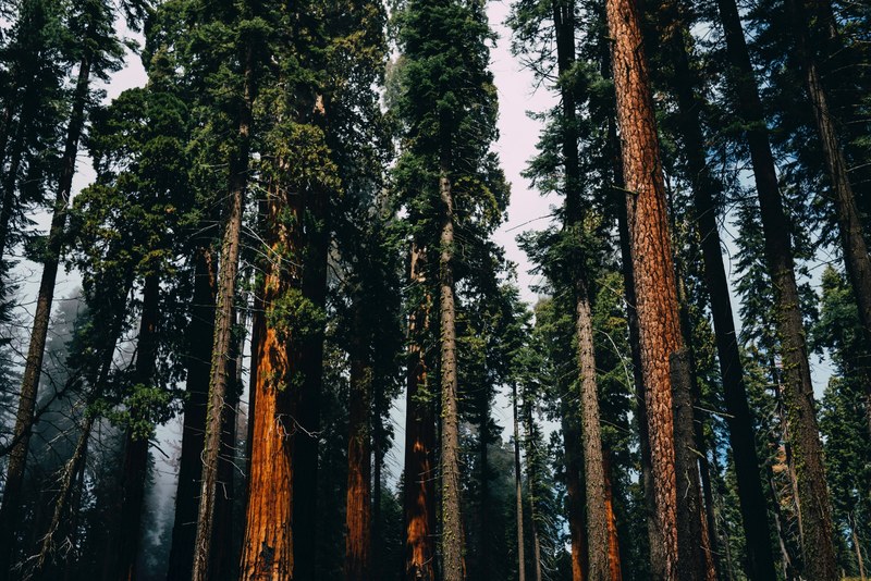 coniferous trees in a misty forest in sequoia national park, trees in sequoia national park 4k