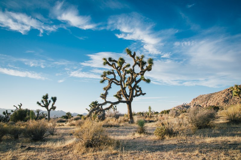 unique foliage in the deserts of joshua tree national park, unique trees 4k