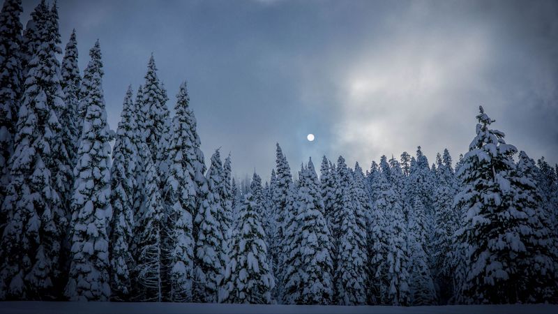 winter, fir, snow, forest, 4k