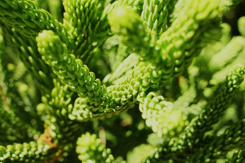 branch botanical foliage and closeup 4k