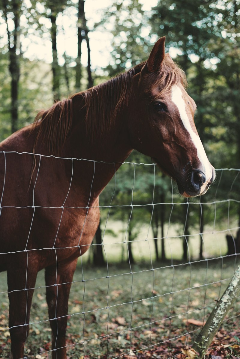 a brown horse with a white stripe on its head looking over a wire fence, white striped horse in an enclosure 4k