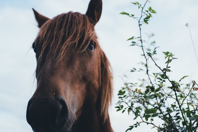 a low angle shot of a dark horse with a long mane, horses head in low angle 4k