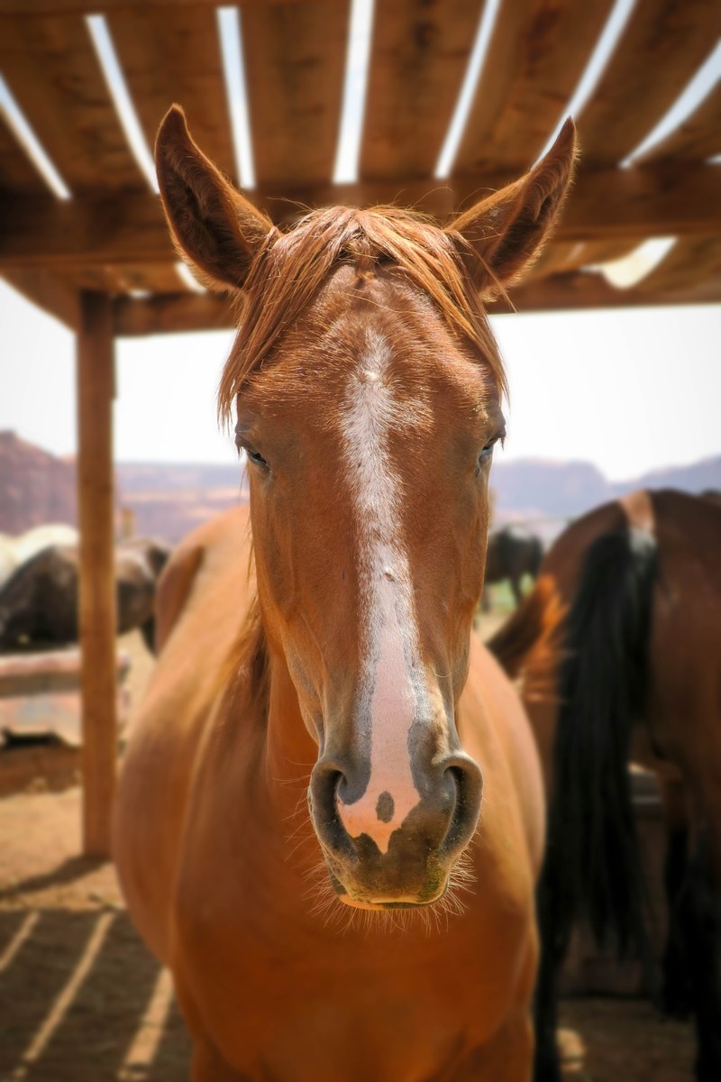 a close up of the head of a chestnut horse under a wooden roof, chestnut horse in a shed 4k