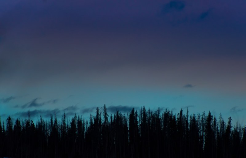 evergreen trees silhouetted against a pale blue evening sky in silverthorne, silhouettes of conifers 4k
