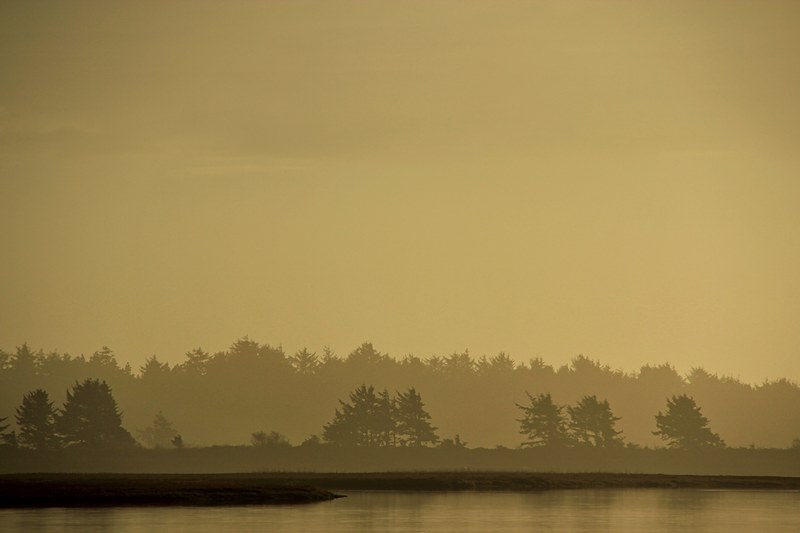 sepia toned silhouettes of trees against a foggy yellow sky, patrick hendry 4k