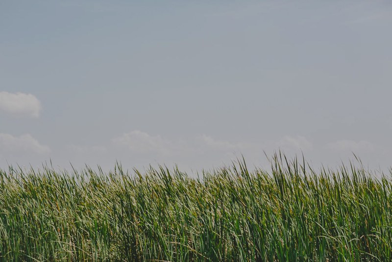 sky wetland grass and jamaica 4k