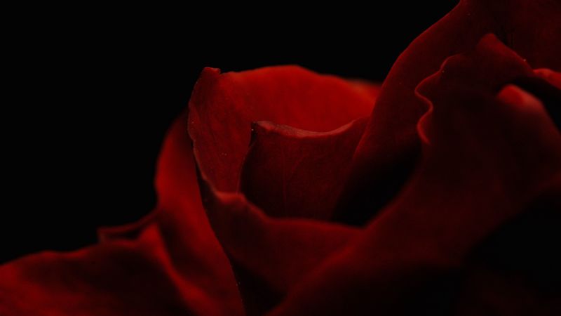 petals, rose, macro, 4k