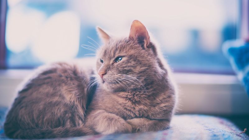 cat, lies, gray, 4k
