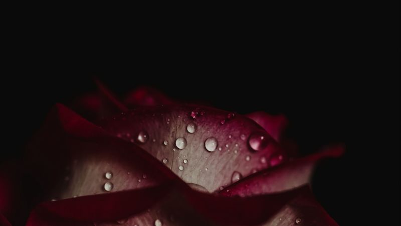 rose, drops, petals, dark background, 4k