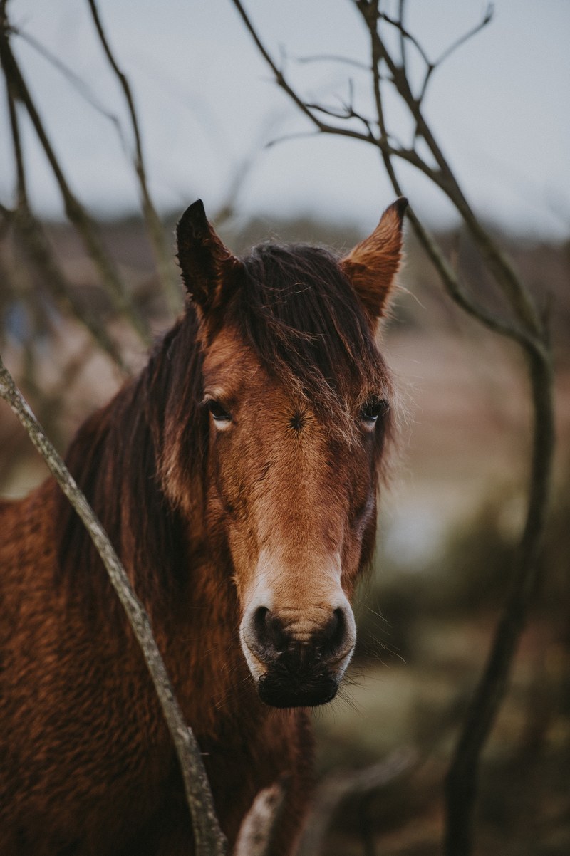 new forest pony 4k