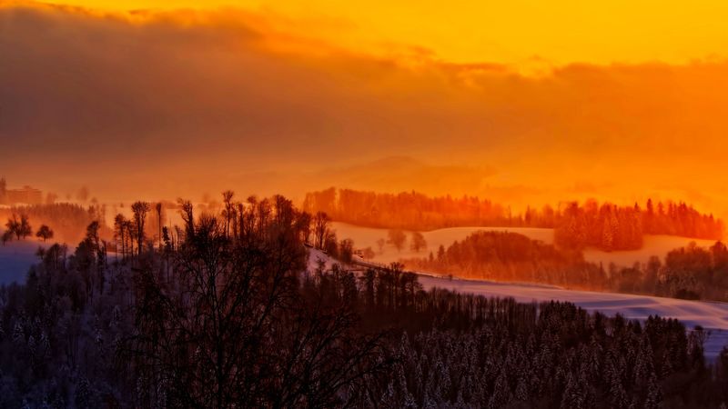 trees, sunset, winter, sky, 4k