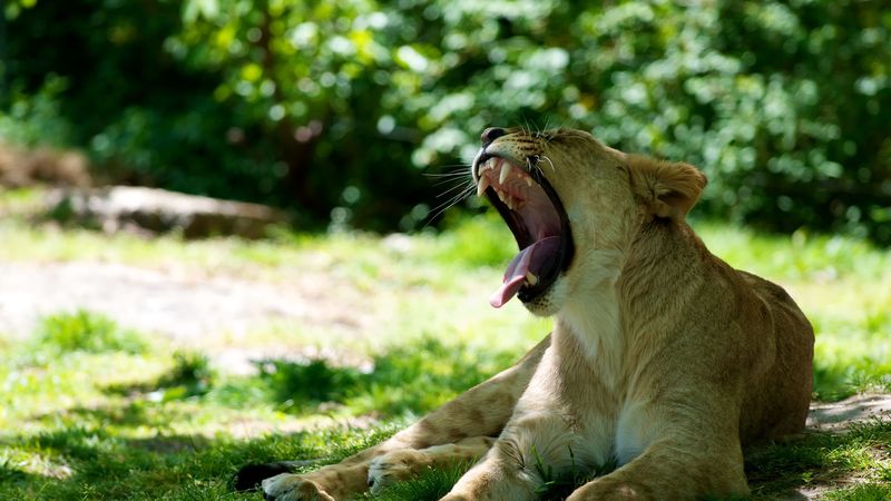 lioness, jaws, protruding tongue, 4k