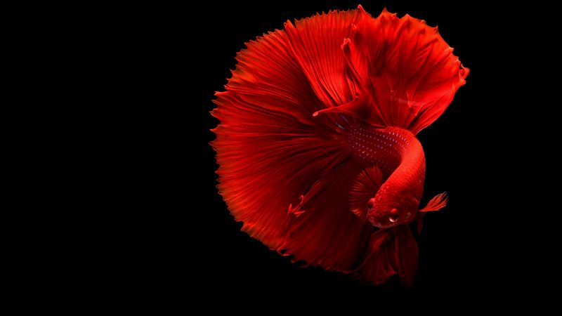 fish, red, tail, 4k