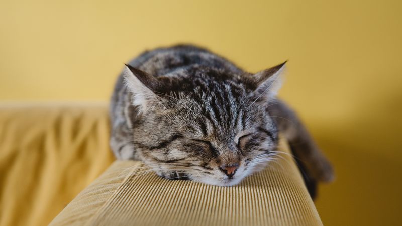 cat, muzzle, lying, striped, 4k