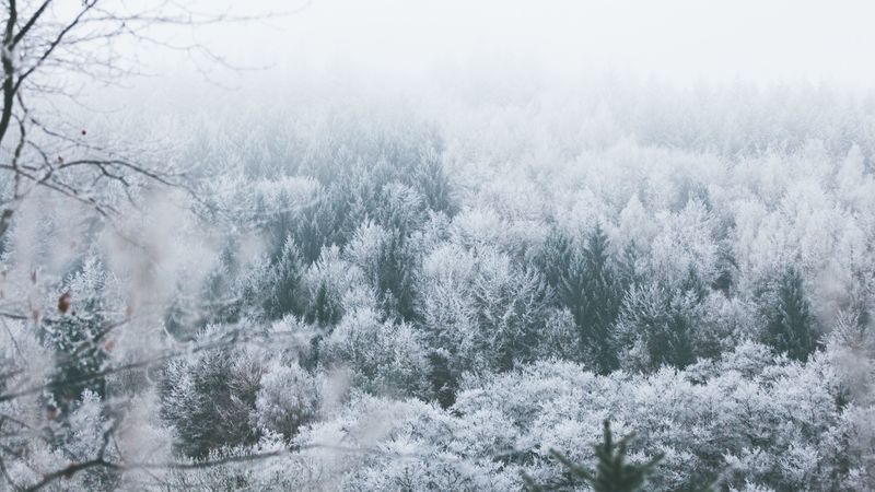 trees, hoarfrost, peaks, 4k