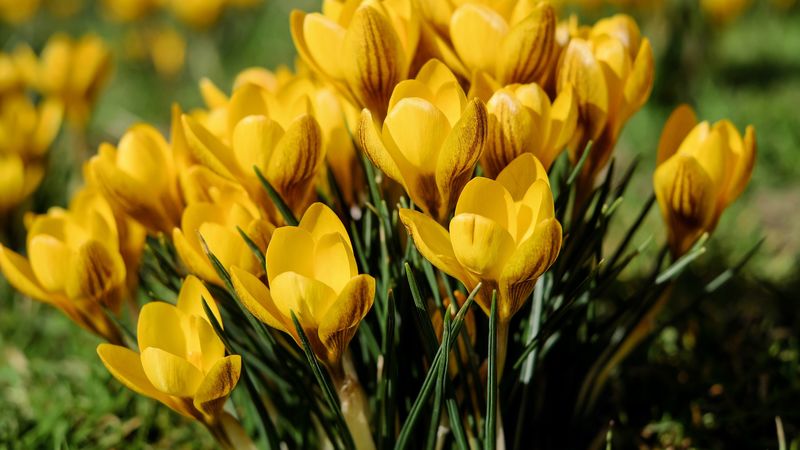 snowdrops, yellow, spring, 4k