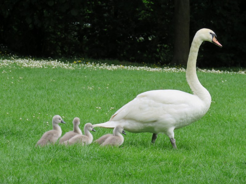 downy swan babies follow their mother through the grass, swan and cygnets 4k
