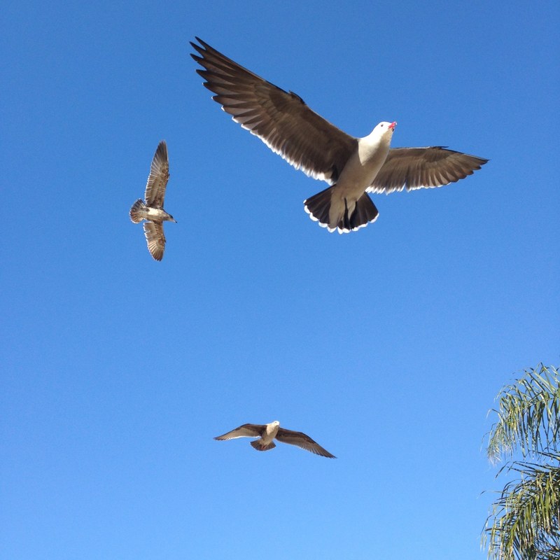 seagull and gull 4k