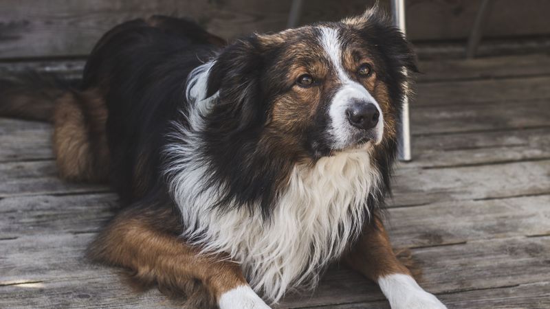 dog, furry, spotted, 4k