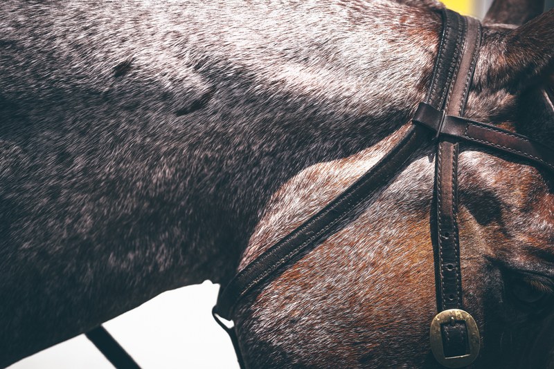 a close up of the bridle on the head of a brown horse, leather bridle on a horse 4k